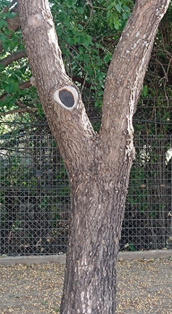 A tree with an eye